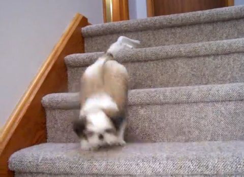 子犬 シー･ズーが階段をちょっとずつ降りる03