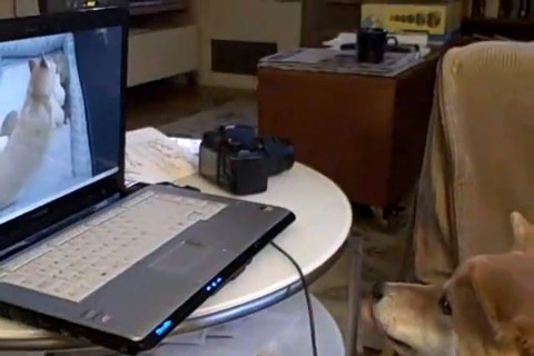 柴犬 PCの柴犬動画を見て01
