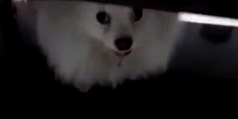 犬 白ポメ 届かない08