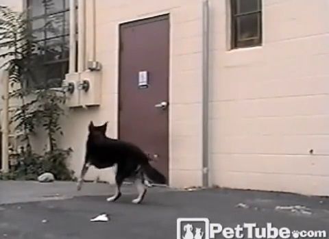 犬 犬のためにドアを開けてあげる犬02