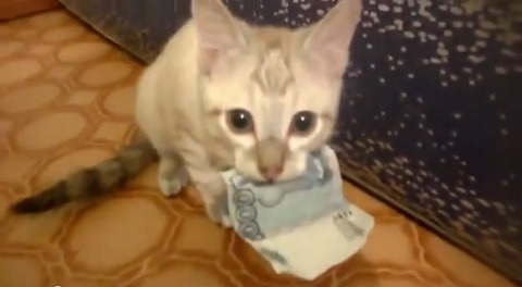 子猫 お金咥え01