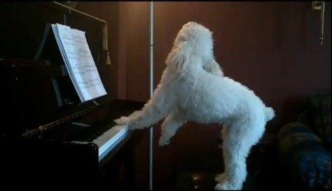 犬 piano 弾語り07