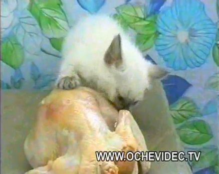 子猫 チキンを丸ごとかっぱらい06