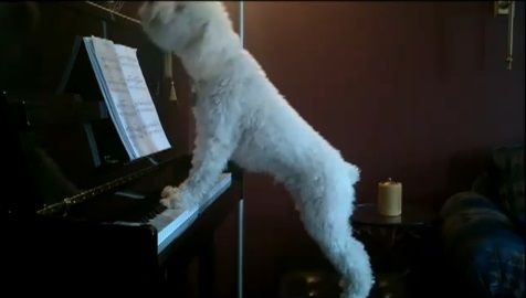 犬 piano 弾語り10