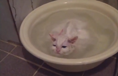 猫 お風呂好き01