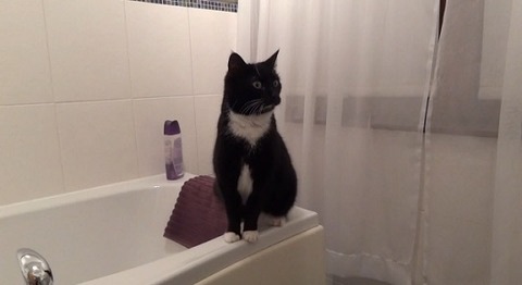 猫 洗面台の鏡に00