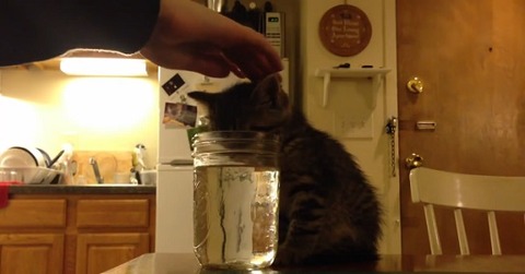 子猫 ウトウトして水に顔が01