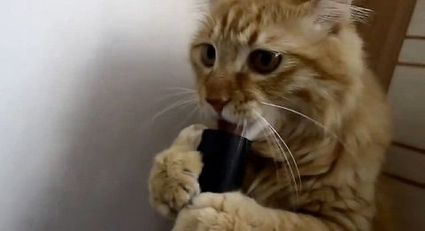 猫 掃除機の口に舌を吸わせる02