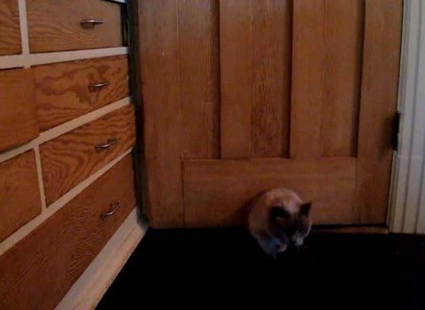 猫 ドアを開ける変わった方法01