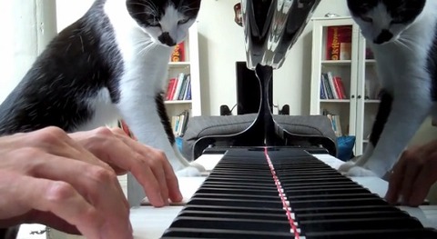 猫 ピアノを一緒に03