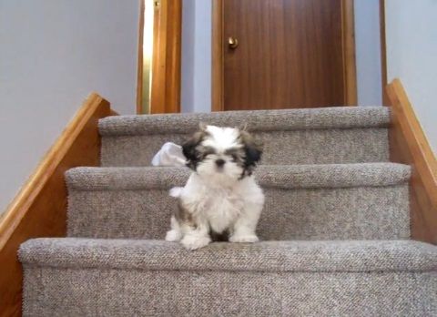 子犬 シー･ズーが階段をちょっとずつ降りる01