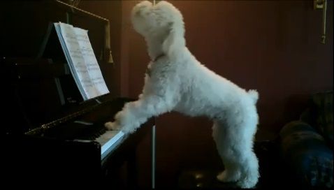 犬 piano 弾語り05