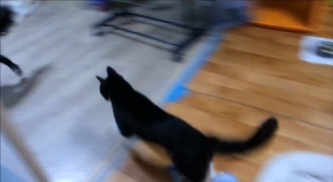 犬猫 誘い上手なボーダーコリー06