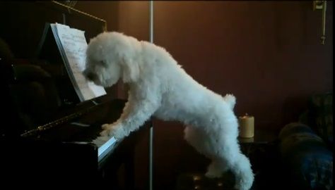 犬 piano 弾語り04