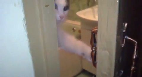 猫 自分でお風呂のドアを閉じる02