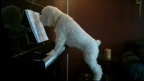 犬 piano 弾語り06