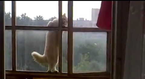 猫 ６階の窓を伝って01