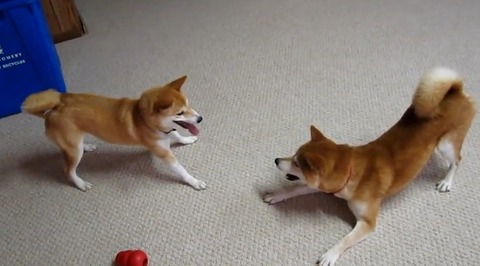 柴犬vs 03