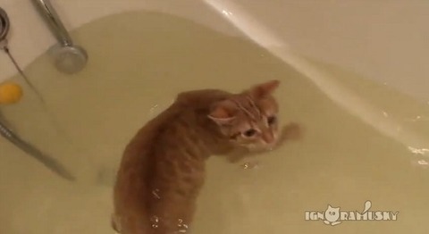 猫 お風呂ですいすい泳ぐ01