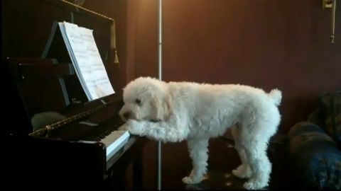 犬 piano 弾語り02