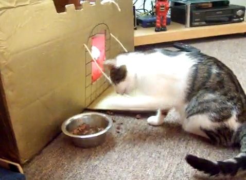 猫 餌のとり方00