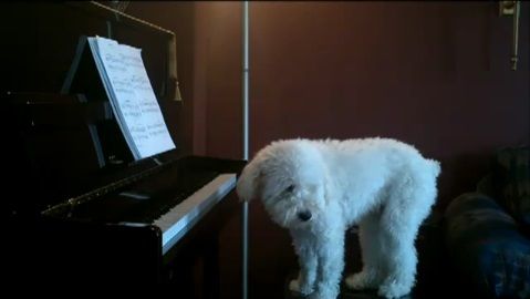 犬 piano 弾語り12