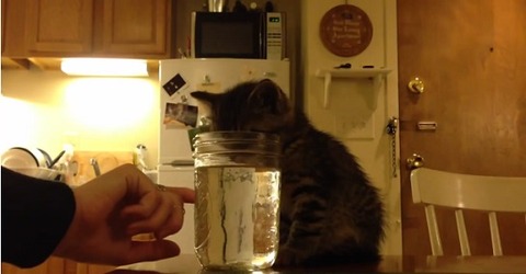 子猫 ウトウトして水に顔が02
