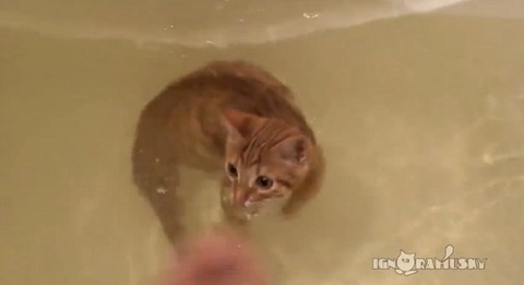 猫 お風呂ですいすい泳ぐ00