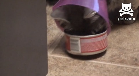 猫 エリザベスカラーにツナ缶が01