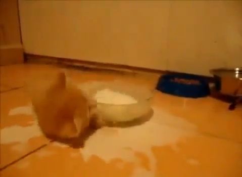 子猫 ミルクでおぼれる03