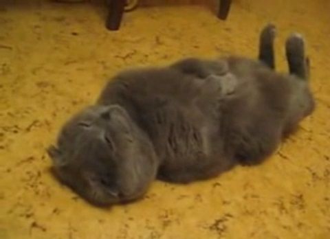 猫 綺麗な姿勢で寝る猫02