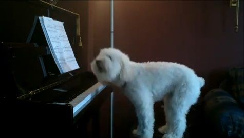 犬 piano 弾語り11