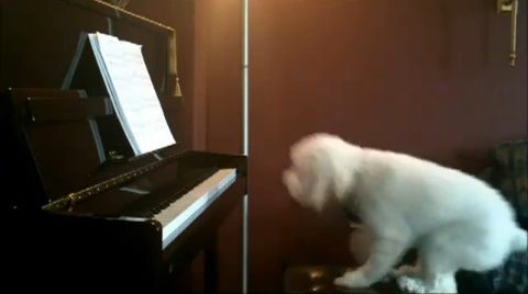 犬 piano 弾語り01