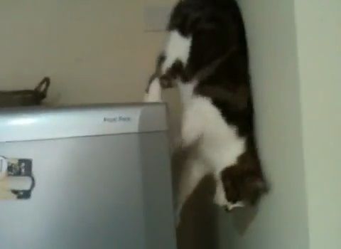 猫 冷蔵庫の間を垂直歩き02