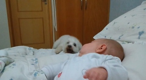犬 赤ちゃんのベッドにぴょん06