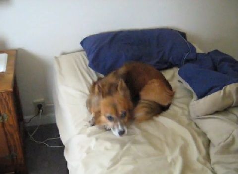 犬 get off my bed00