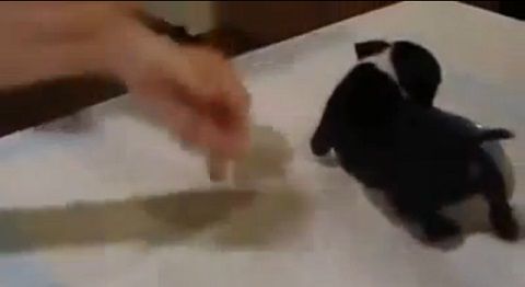 子犬 ミルクを飲んで前足立ち05