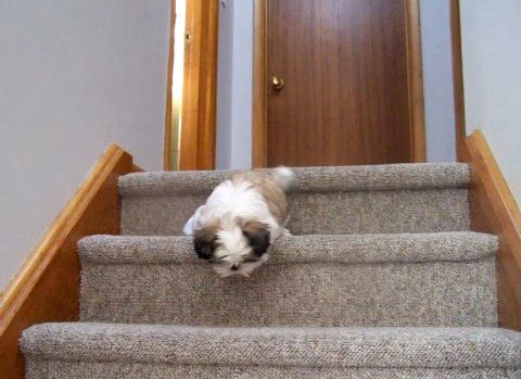 子犬 シー･ズーが階段をちょっとずつ降りる00