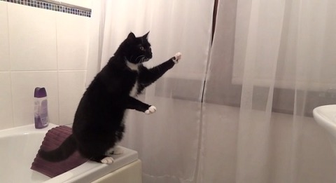 猫 洗面台の鏡に02