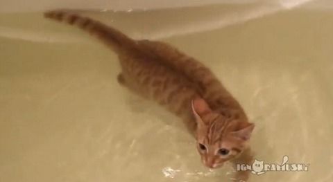 猫 お風呂ですいすい泳ぐ04