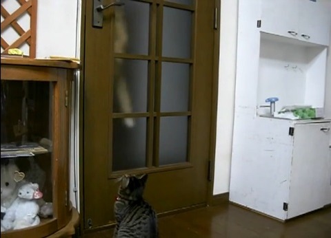 猫 扉を開けたのに閉じられる01