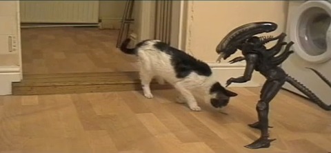 猫 vs Alien06
