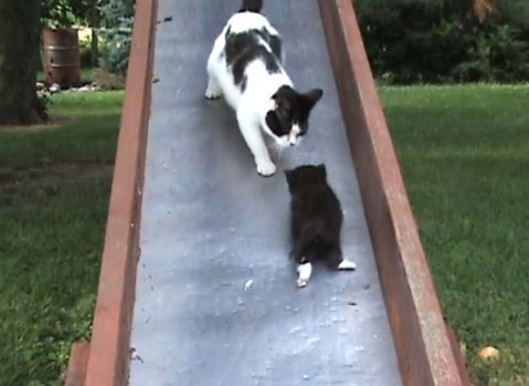 子猫 滑り台でhelp02