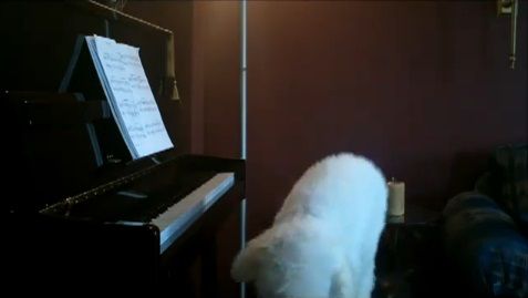 犬 piano 弾語り13