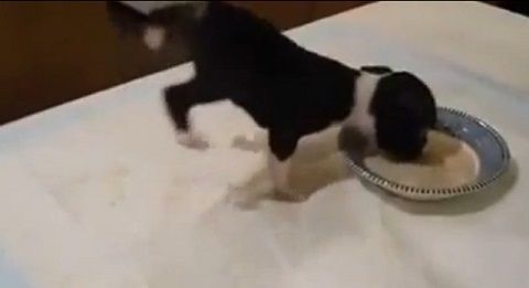 子犬 ミルクを飲んで前足立ち03