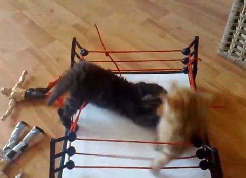 子猫 2匹でプロレス04