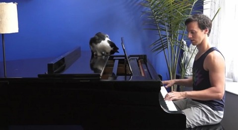 猫 ピアノを一緒に05