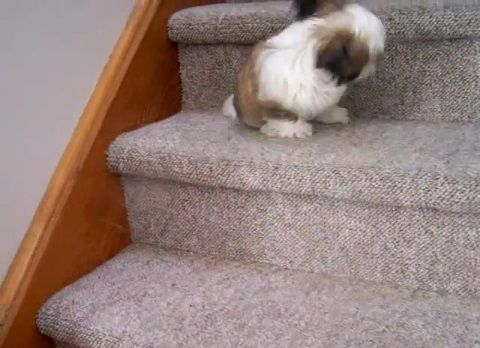 子犬 シー･ズーが階段をちょっとずつ降りる05