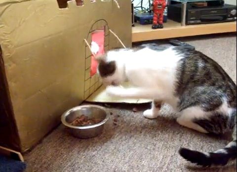 猫 餌のとり方06