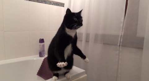 猫 洗面台の鏡に01